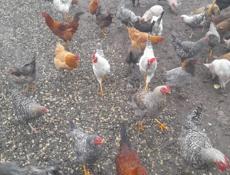 Продаётся куры петухи 