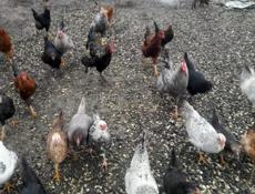 Продаётся куры петухи 