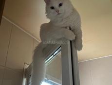 Отдам в хорошие руки 