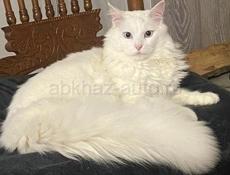 Отдам в хорошие руки 