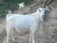Козы 