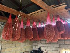 В продаже орех 