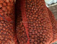 В продаже орех 