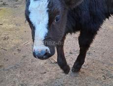 Телёнок бычок