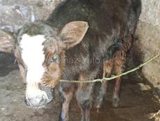 Телёнок бычок