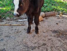 Телёнок бычок