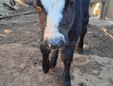 Телёнок бычок