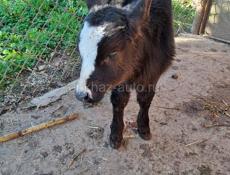 Телёнок бычок