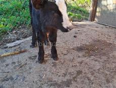 Телёнок бычок