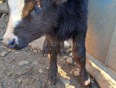 Телёнок бычок