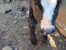 Телёнок бычок