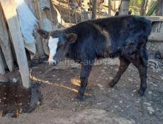 Телёнок бычок