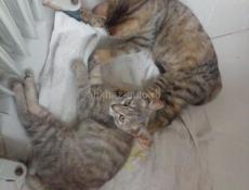 Отдам котенка 