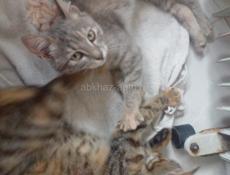 Отдам котенка 