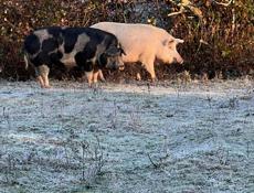 Продам двух свиней 