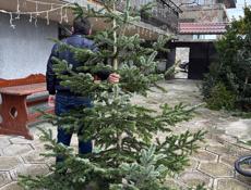 Елки красивые пышные много выбора
