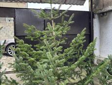 Елки красивые пышные много выбора