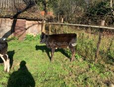 Продам корову с теленком или отдельно 