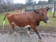 Беременная корова 