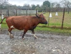 Беременная корова 