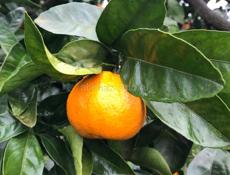 Продаю мандарины