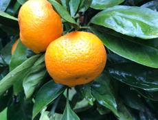 Продаю мандарины