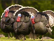 В продаже индюки/индюшки 