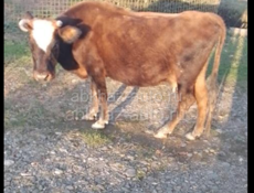 Продаётся карова