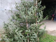 ЕЛКИ в продаже цены разные связь ватсап есть!