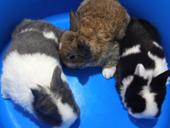 Карликовые кролики.