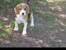 Приму в дар