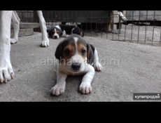 Приму в дар