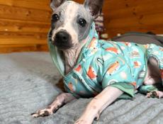 АГТ АМЕРИКАНСКИЙ ГОЛЫЙ ТЕРЬЕР