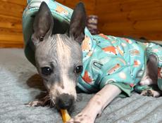 АГТ АМЕРИКАНСКИЙ ГОЛЫЙ ТЕРЬЕР