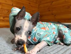 АГТ АМЕРИКАНСКИЙ ГОЛЫЙ ТЕРЬЕР