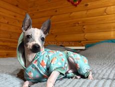 АГТ АМЕРИКАНСКИЙ ГОЛЫЙ ТЕРЬЕР