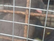 Продаю 6 кроликов 