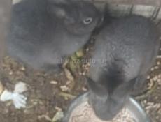 Продаю 6 кроликов 