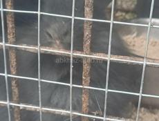 Продаю 6 кроликов 