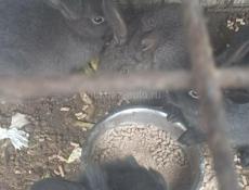 Продаю 6 кроликов 