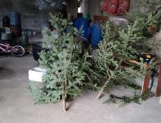 ЕЛКИ в продаже цены разные связь ватсап есть!