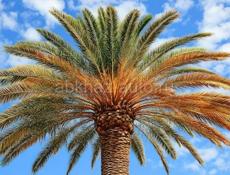 Ищу сиделку