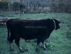 Бык 110 кг 