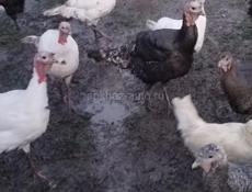 Продаётся домашние