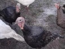 Продаётся домашние