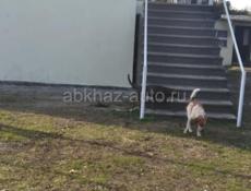 Продаётся дом с участком в с. Дранда 