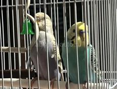 Два попугая волнистых 