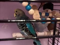 Два попугая волнистых 