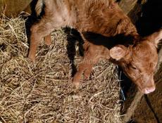 Продается телёнок 