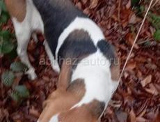 Потерялась район Сухум Гэса